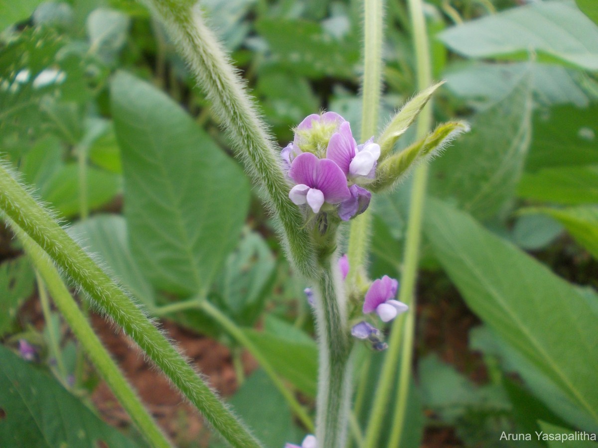 Glycine max (L.) Merr.